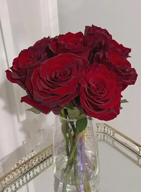 探险家/探险者月季花苗 花头大带丝绒质感高级的深红色 带土发货