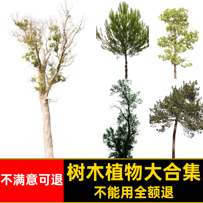 乔木植物PSD大合集PNG常绿树木景观免效果图小乔素材ps园林后期