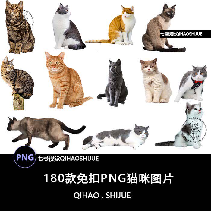 小猫图片免宠物背景图片猫咪猫咪图片素材PNG可爱扣奶透明花猫