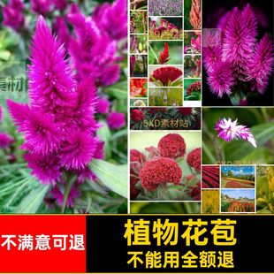 鸡冠花超清图片花苞植物摄影图片其他素材园林绿化设计图片素材