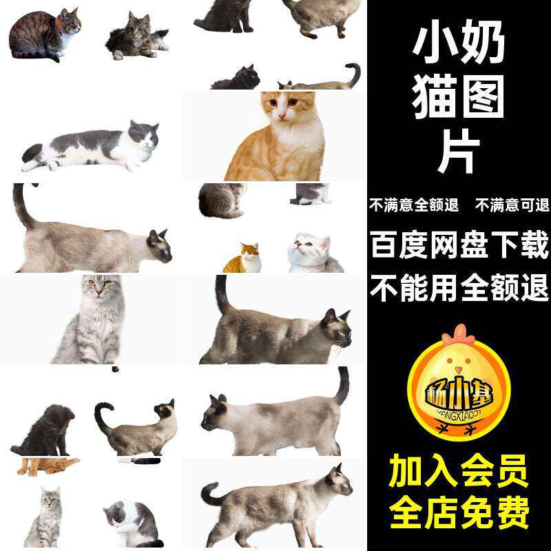 小猫图片宠物透明素材花猫免可爱背景图片猫咪图片扣奶PNG素材