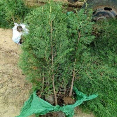 园林侧柏小树苗侧柏苗扁柏圆柏香柏松柏耐寒行道绿化庭院种植四季