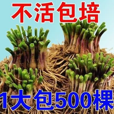 韭菜根苗红根紫根宽叶韭菜根现挖四季新鲜细叶阳台盆栽蔬菜苗种菜