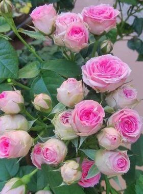 藤本月季花苗藤小伊甸园阳台庭院爬藤绿植花卉玫瑰植物四季藤小伊