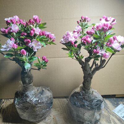 西府海棠耐寒耐旱南方北方都好养活超矮耐寒室外老北京名贵花阳台