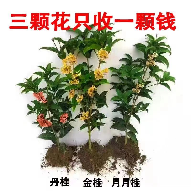 四季开花浓香型桂花树苗金桂花树阳台盆栽室内外种植好养花卉大全