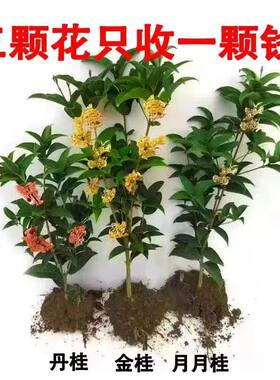 四季开花浓香型桂花树苗金桂花树阳台盆栽室内外种植好养花卉大全