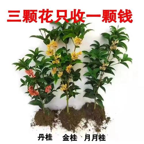 四季开花浓香型桂花树苗金桂花树阳台盆栽室内外种植好养花卉大全