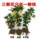 四季 开花浓香型桂花树苗金桂花树阳台盆栽室内外种植好养花卉大全