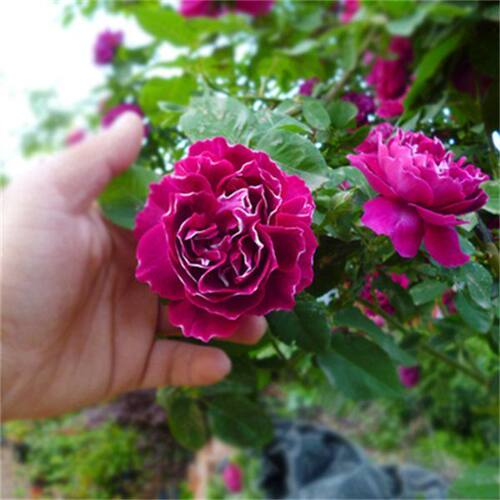 紫袍玉带月季花苗爬藤植物藤本月季欧月蔷薇玫瑰盆栽浓香四季开花