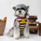 复古卡通狗狗背心夏季 纯棉透气雪纳瑞柯基柴犬宠物猫咪衣服潮 薄款