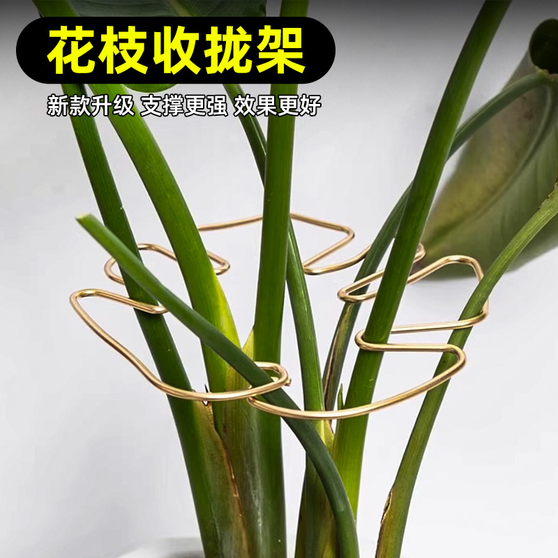 龟背竹支撑杆植物固定防倒伏支架