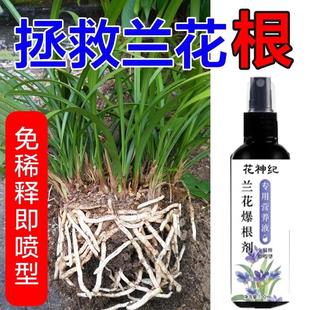 兰花专用营养液君子兰蝴蝶兰生根爆根剂兰草科植物专用肥料免稀释