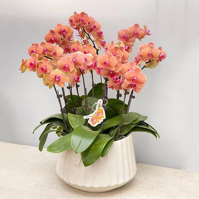 蝴蝶兰盆栽真花卉鲜花速递南京苏州无锡常州同城配送乔迁生日开业