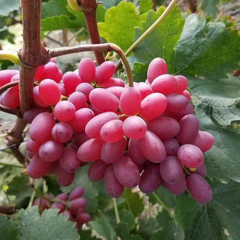 【现摘现发】克伦生无籽红提葡萄当季水果现摘现发新鲜当季一整箱