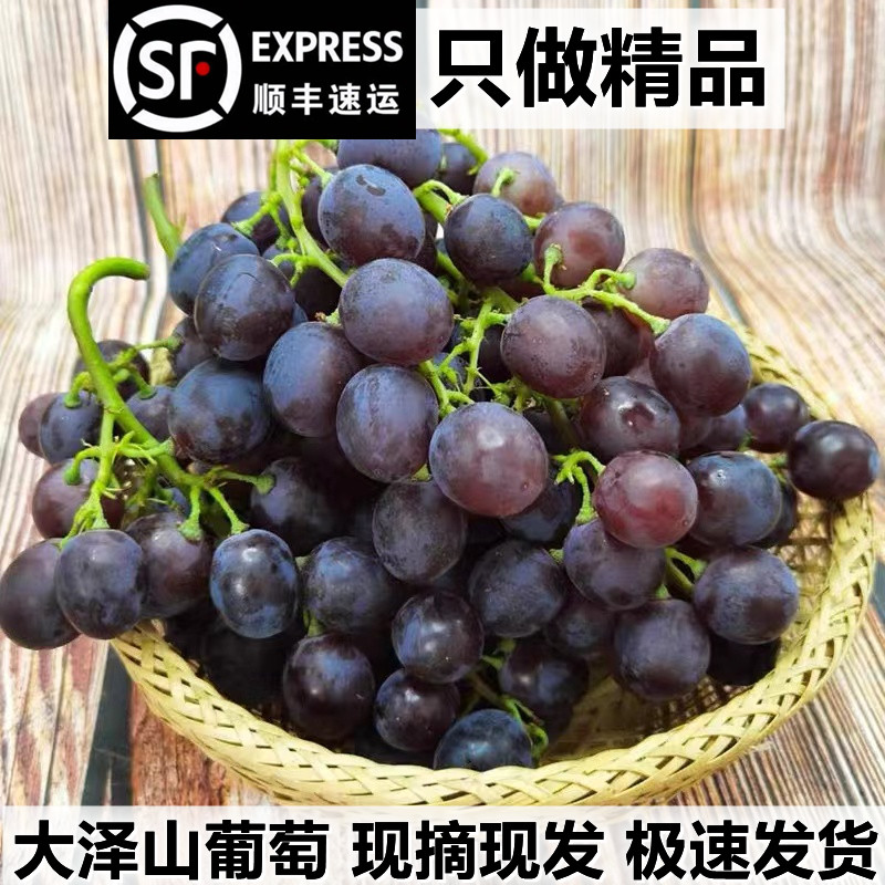 【顺丰】山东特产大泽山玫瑰香葡萄当季新鲜水果现摘非无籽红提