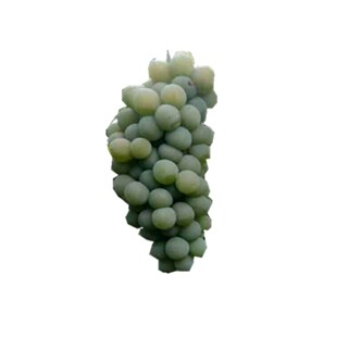 恩施关口葡萄现摘农家绿香水晶青葡萄新鲜新鲜水果湖北建始土特产