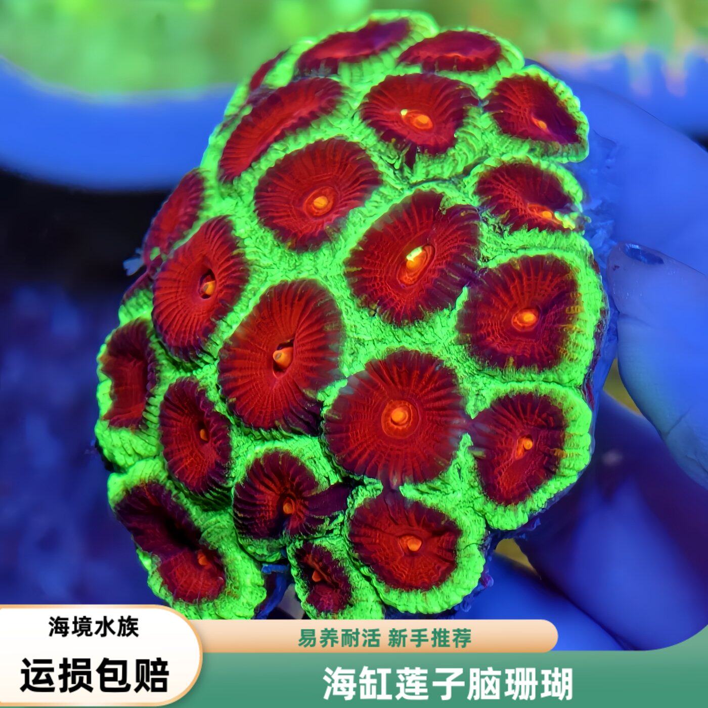 彩色纽扣珊瑚海缸观赏