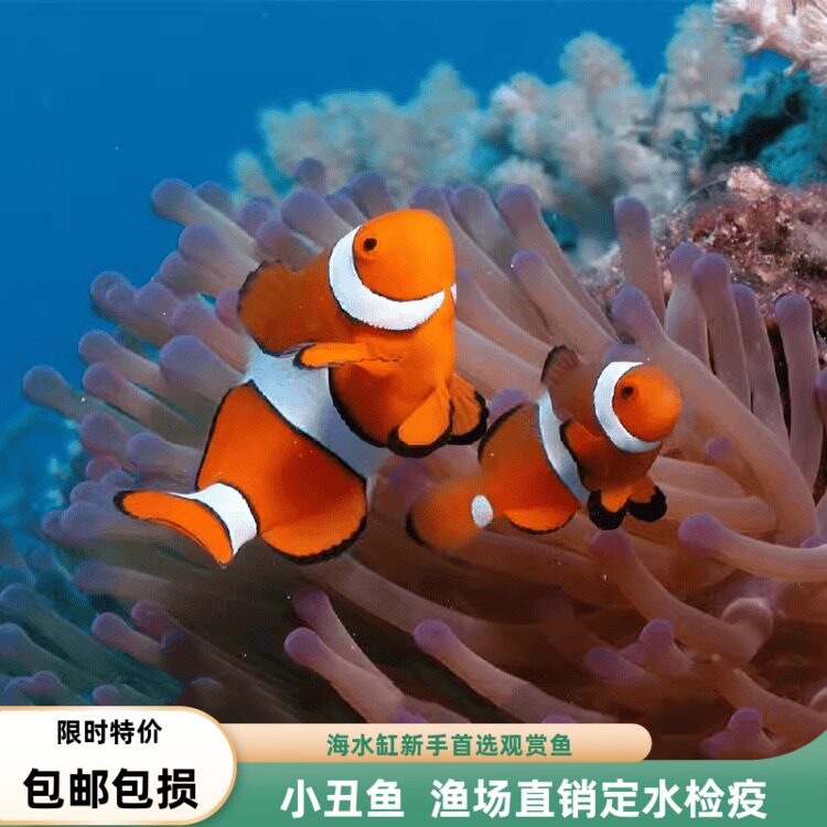 小丑鱼活体鱼nemo人工繁殖海水鱼白金毕加索奥黑小型鱼耐活好养