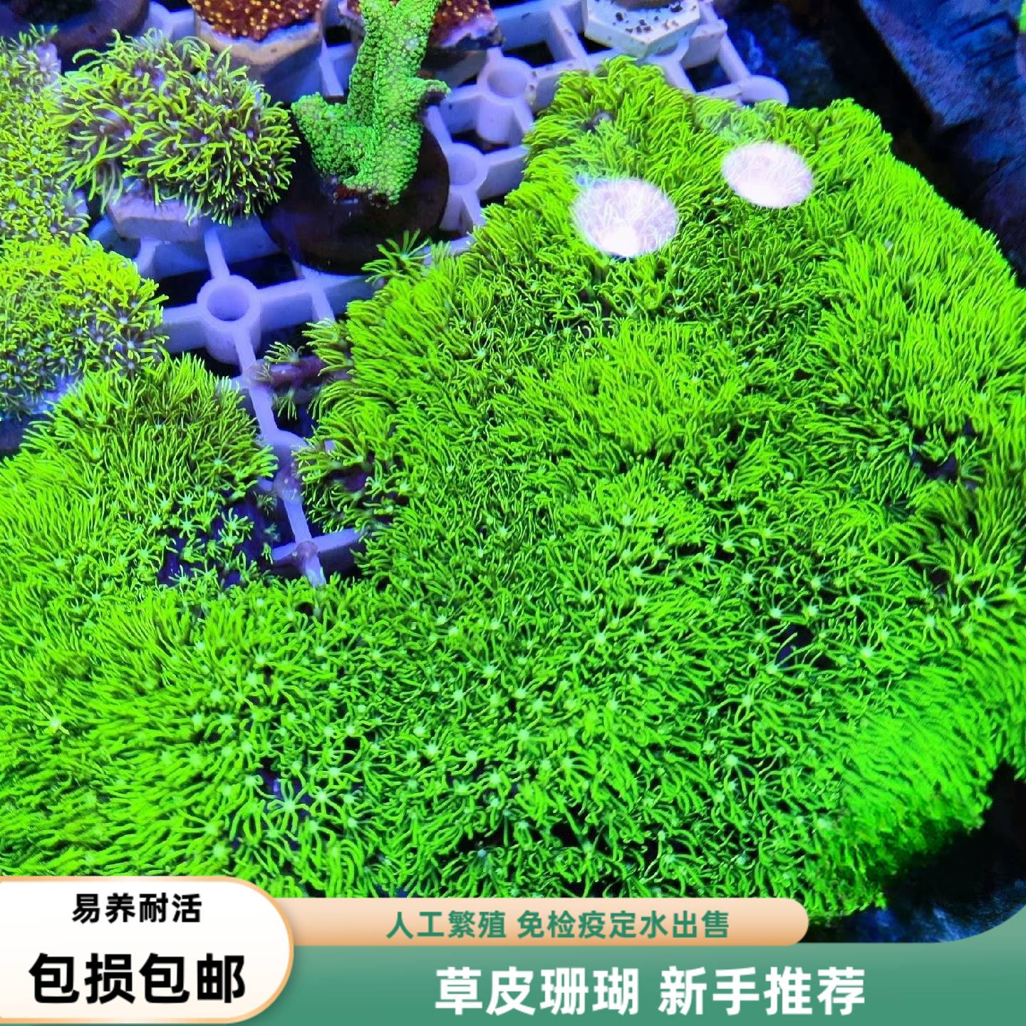 海境水族草皮珊瑚荧光绿软体母体