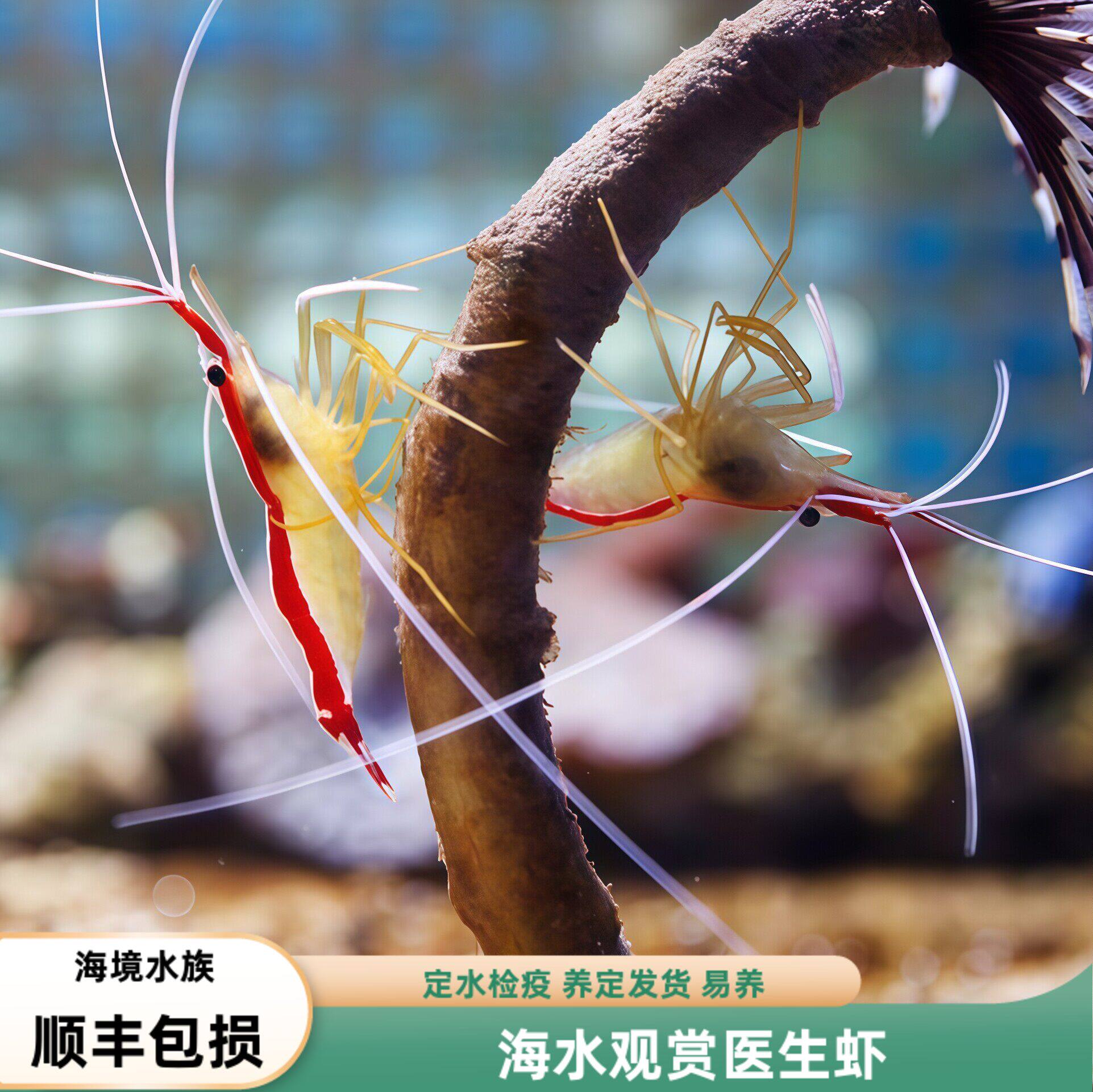 【海境水族】医生虾海水缸除藻观赏虾清洁虾易养不伤珊瑚可混养