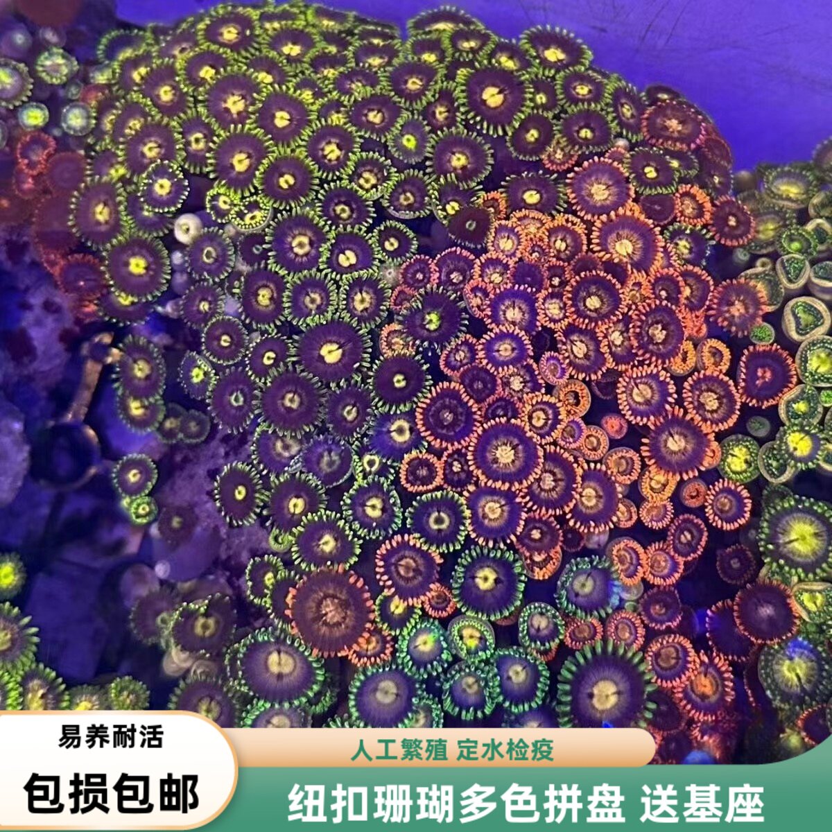 海境水族易养珊瑚纽扣珊瑚大合集
