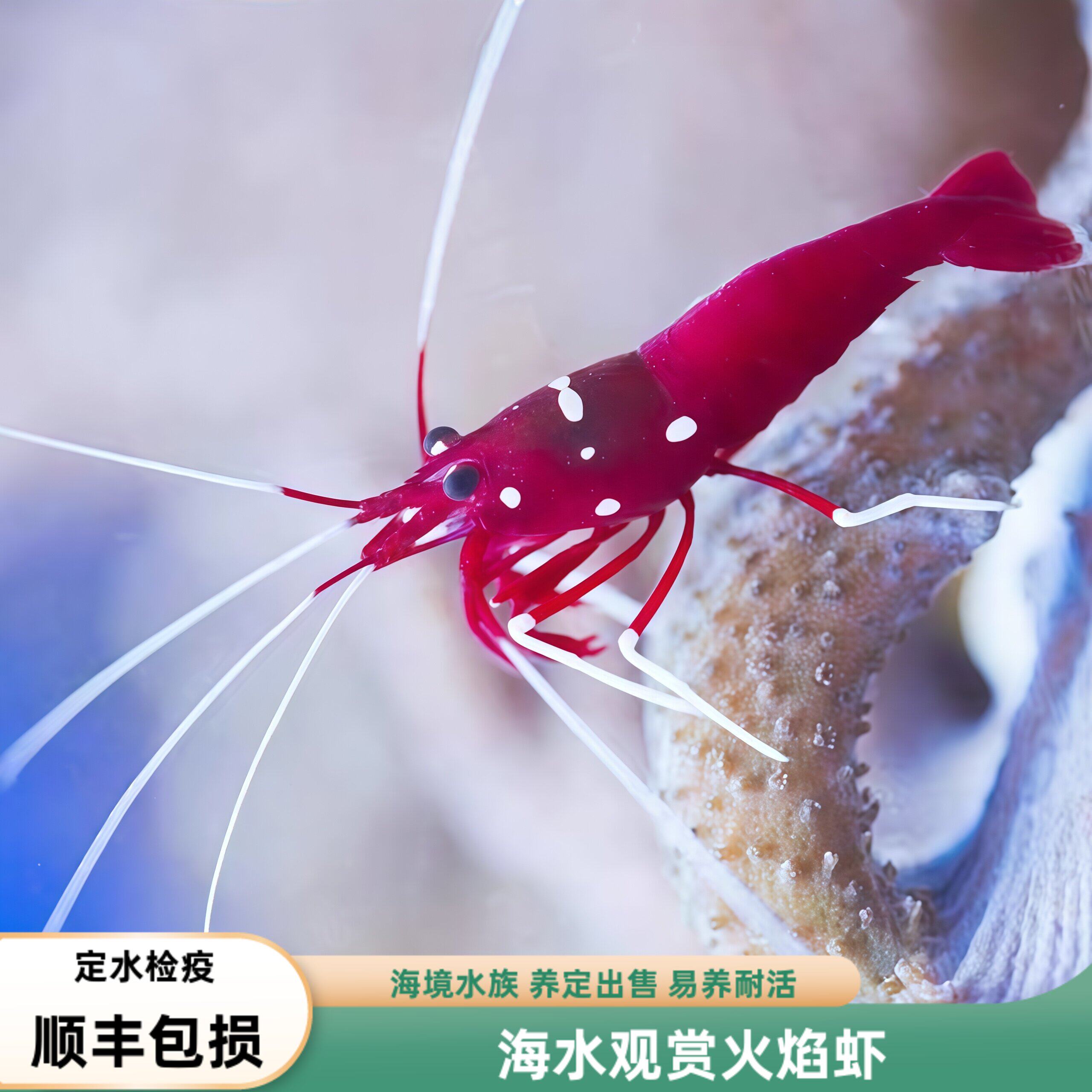 【海境水族】火焰虾海水缸除藻观赏虾清洁虾易养不伤珊瑚可混养