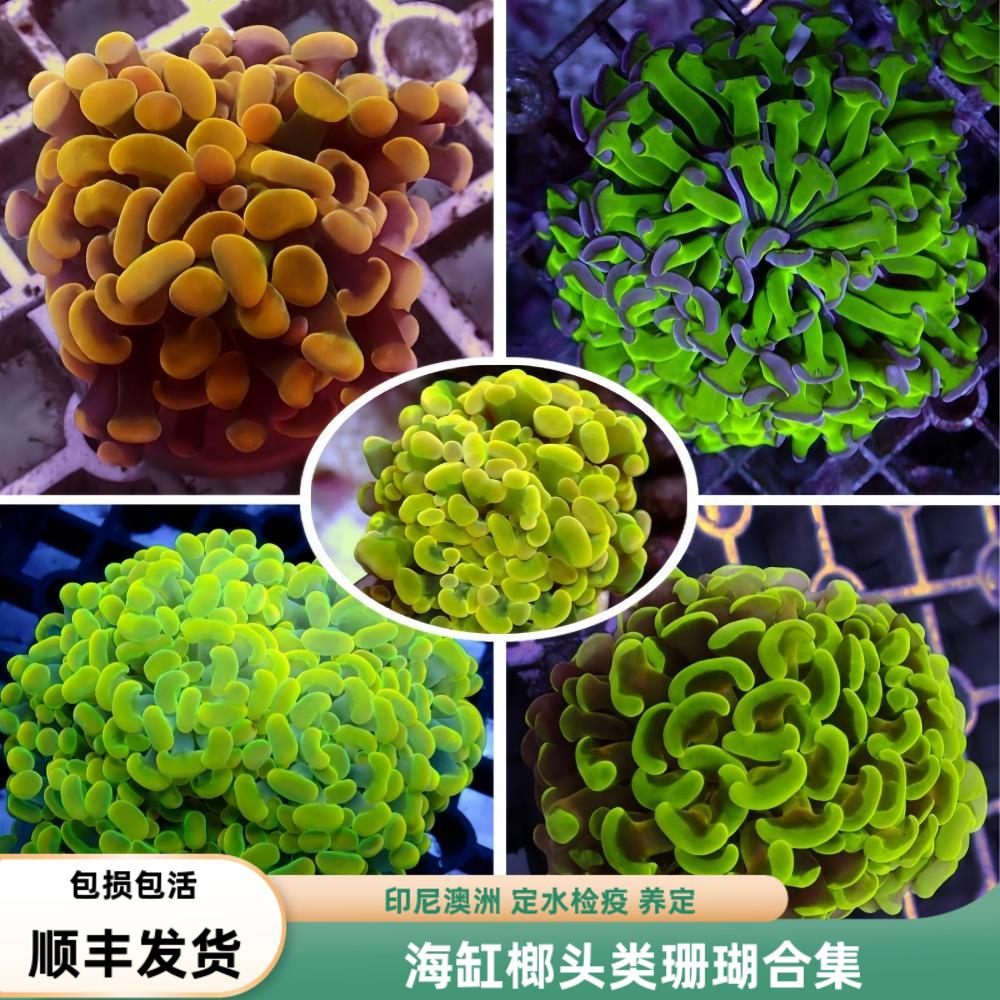 海境水族榔头珊瑚多彩分支进口