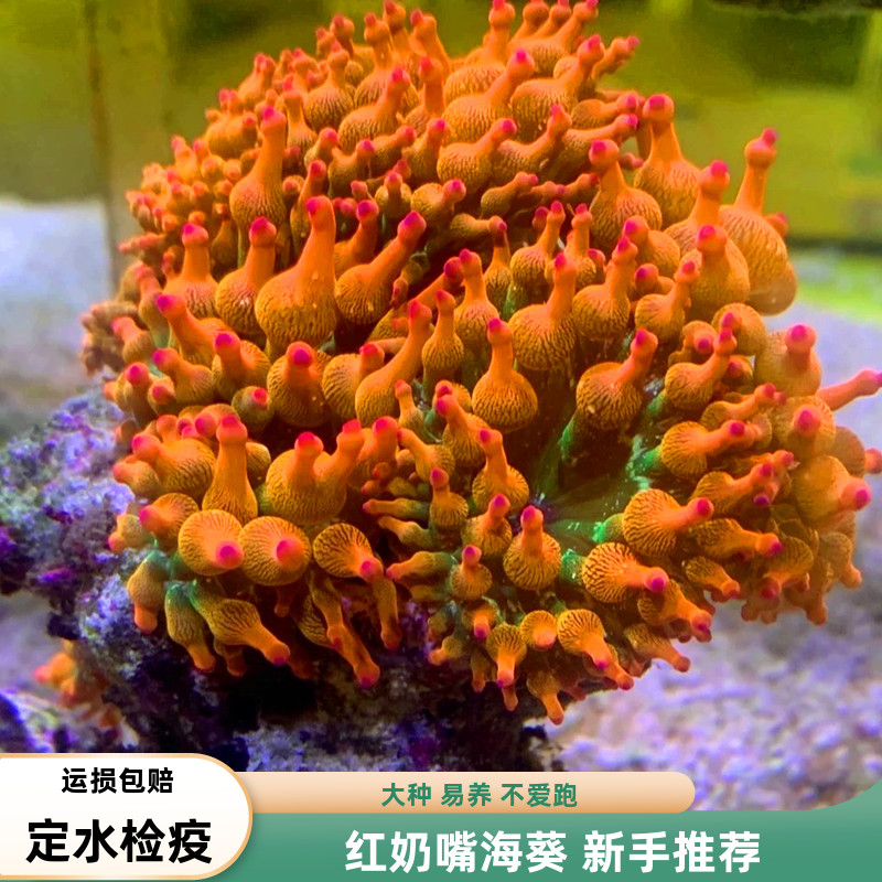 红奶嘴小丑鱼共生红奶嘴