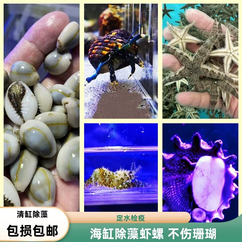 海潮水族海缸清洁生物除藻翻砂