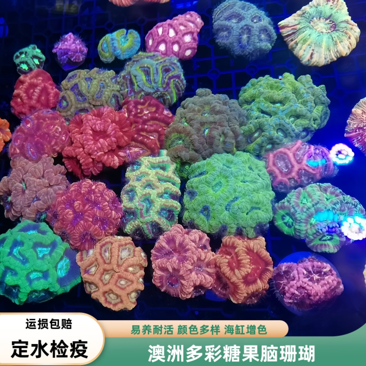 糖果脑珊瑚油彩艳丽皮实适合新手珊瑚好活脑珊瑚好繁殖试水珊瑚