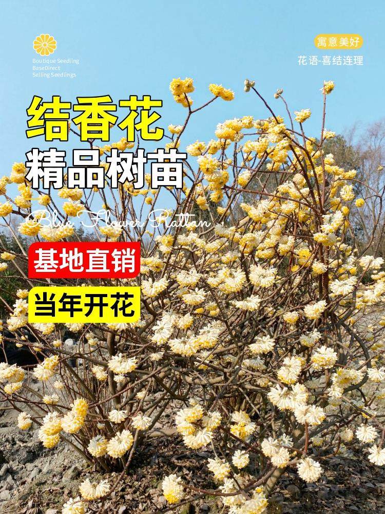 结香花树苗盆栽盆景室内外阳台庭院耐寒花卉植物园林绿化结香花苗