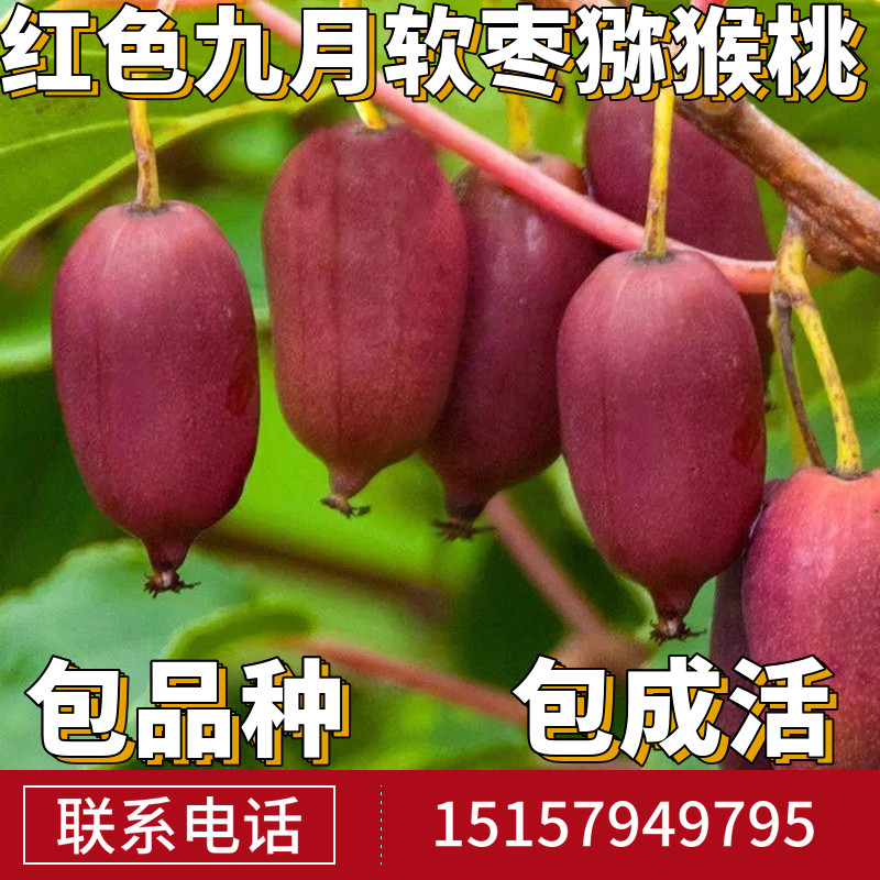 红色九月软枣猕猴桃苗南北方地栽爬藤果树果苗盆栽嫁接当年结果