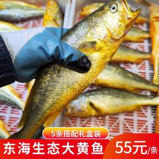 舟山生态大黄鱼东海黄花鱼冰鲜新鲜深海特大黄鱼送礼 海鲜大礼包
