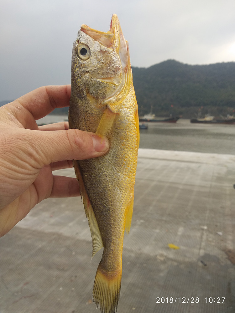 东海小黄鱼舟山纯野生大黄鱼黄花鱼冰鲜海鲜中条黄鱼桐照1斤5-6条