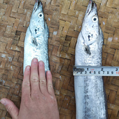 舟山大带鱼新鲜鲜活整条东海野生海鲜桐照9两 1.1斤 条