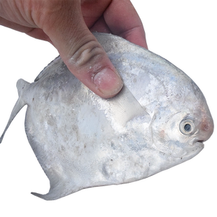 鲳鱼新鲜冷冻舟山白鲳鱼银鲳鱼冰鲜鲳鱼海鲜大鲳鳊鱼昌鱼年货海鲜
