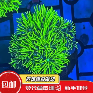 【蔚蓝珊语】草皮珊瑚荧光绿长须好养易活海水缸新手耐活观赏活体