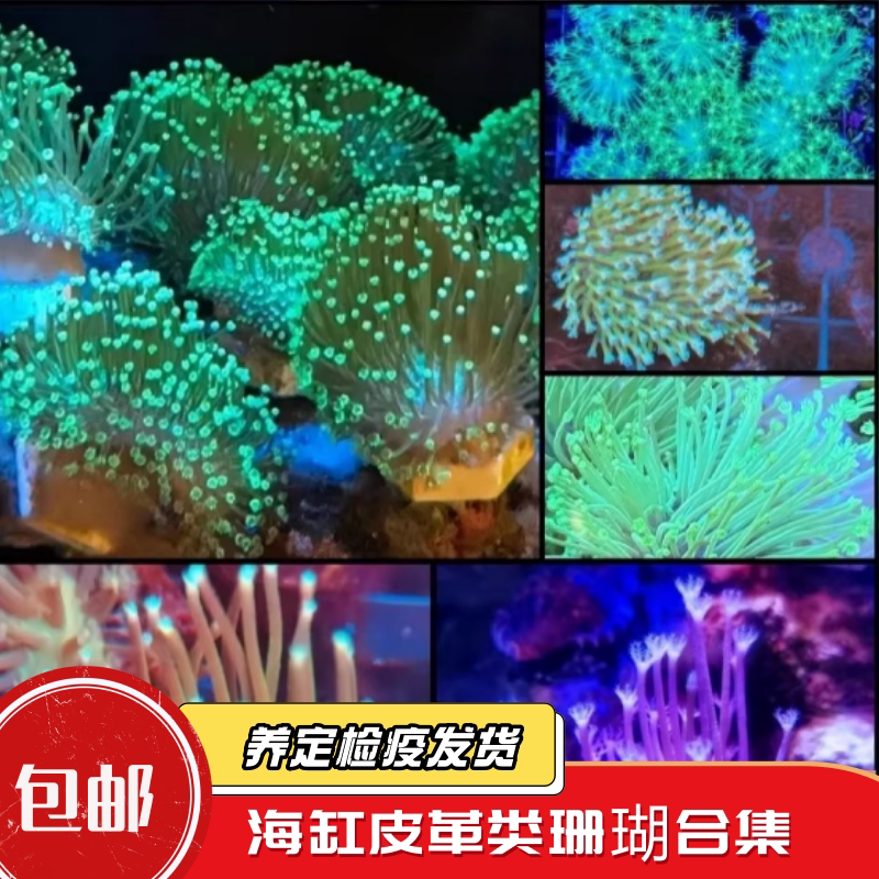蔚蓝珊语水族皮革类软体易养珊瑚