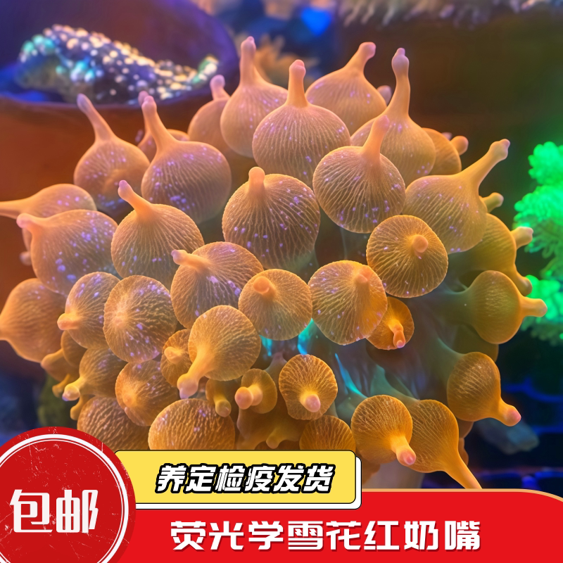 【蔚蓝珊语】荧光红奶嘴海葵海水鱼活体珊瑚雪花绿底定水检疫大种