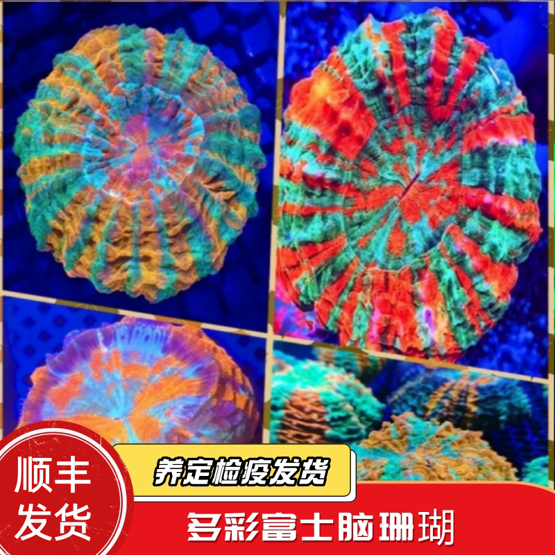 蔚蓝珊语油彩富士脑活体珊瑚