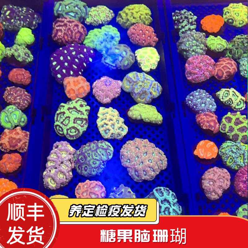 蔚蓝珊语糖果脑珊瑚亮色系油彩