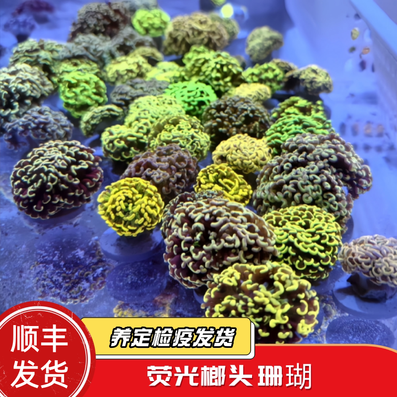 蔚蓝珊语榔头珊瑚海水鱼缸易养