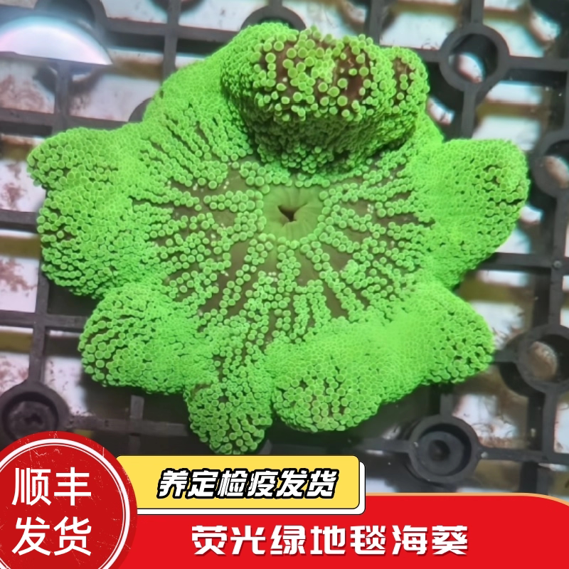 【蔚蓝珊语】海葵地毯葵荧光绿短须海水缸宠物生物活珊瑚造景活体