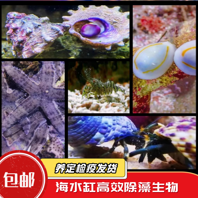 海缸除藻清洁翻砂生物寄居蟹螺