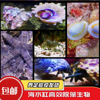海缸除藻清洁翻砂生物寄居蟹螺