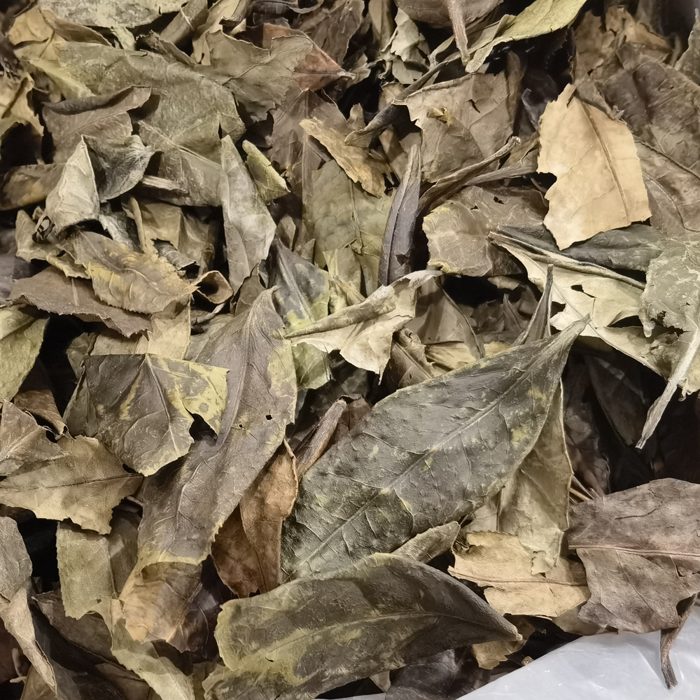 醉仙A017-9688荒野老树茶饼冬