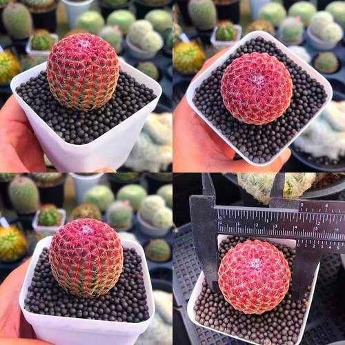 实生红太阳紫开花仙人球