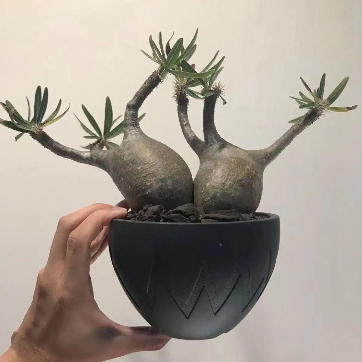 加厚黑色黑胶盆块根盆园艺花卉植物绿植花盆龟甲龙仙人球龙舌兰盆