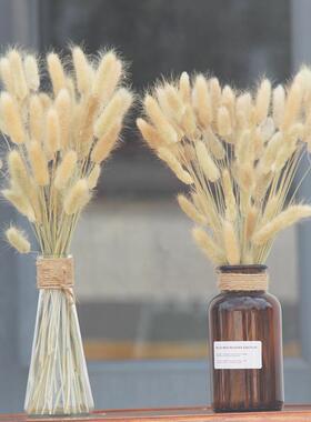 干花兔尾草花束狗尾巴芦苇干花橱窗装饰拍摄道具大芦苇干花小芦苇
